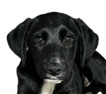 Rescue Pointer Dogs for Adoption in Springfield, Ohio - Stricker | PetCurious