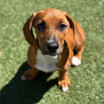 Stella -  Dachshund and Mixed Breed Dog for Adoption in Goleta, California - Stella | PetCurious