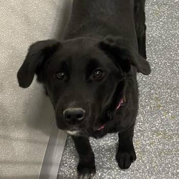 Retriever Dogs Available for Adoption - Guilia | PetCurious