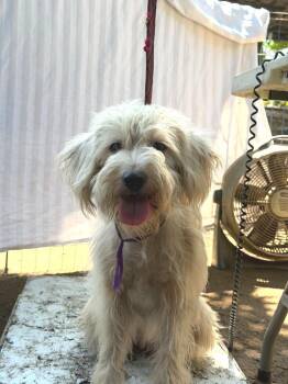Pelusa -  Wheaten Terrier and Poodle Dog for Adoption in Ramona, California - Pelusa | PetCurious