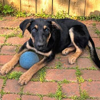 German Shepherd Dog Dogs Available for Adoption in Boerne, Texas - Negan | PetCurious