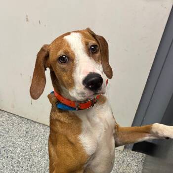 Oscar -  Hound Dog for Adoption in Birmingham, Alabama - Oscar | PetCurious