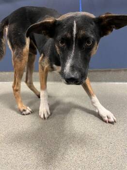 NOVA -  Rat Terrier and Mixed Breed Dog for Adoption in Doral, Florida - NOVA | PetCurious
