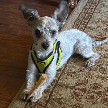 Yeti -  West Highland White Terrier Westie Dog for Adoption in Sonoma, California - Yeti | PetCurious