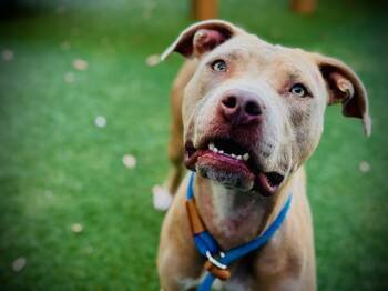 STRAWBERRY -  Pit Bull Terrier Dog for Adoption in Orlando, Florida - STRAWBERRY | PetCurious