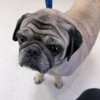Pug Dogs Available for Adoption in Alvin, Texas - Maggie | PetCurious