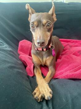 Nina -  Miniature Pinscher Dog for Adoption in Metairie, Louisiana - Nina | PetCurious