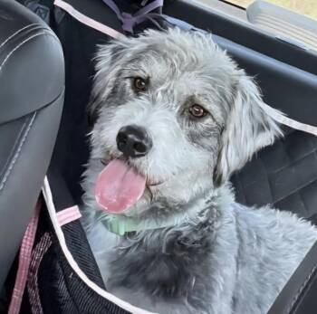 CLEO -  Dandie Dinmont Terrier and Schnauzer Dog for Adoption in Edgecliff Village, Texas - CLEO | PetCurious