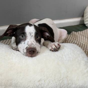 Dice -  Husky and Australian Shepherd Dog for Adoption in Watertown, Connecticut - Dice | PetCurious