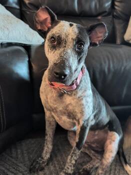 Dottie -  Australian Cattle Dog Blue Heeler Dog for Adoption in Lakeland, Florida - Dottie | PetCurious