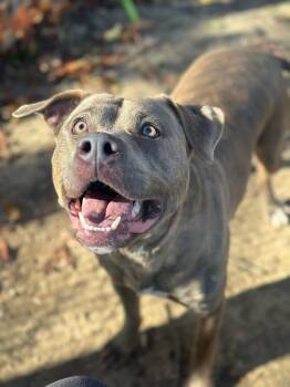 Rescue Pit Bull Terrier Dogs for Adoption in Myerstown, Pennsylvania - Blue Jay | PetCurious
