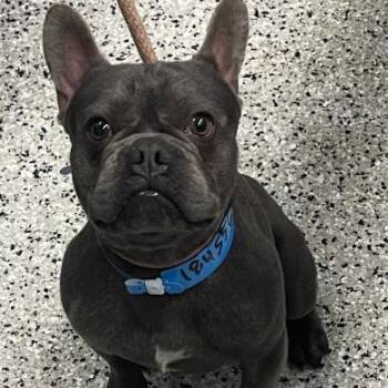 French Bulldog and Mixed Breed Dogs Available for Adoption in Northville, Michigan - Frank | PetCurious