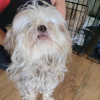 Mixed Breed Dogs Available for Adoption in Leander, Texas - Baldwin B3 | PetCurious