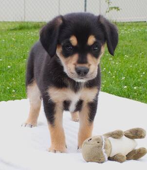 Darla -  Pembroke Welsh Corgi and Border Collie Dog for Adoption in Lisbon, Iowa - Darla | PetCurious
