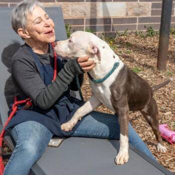 Mixed Breed Dogs Available for Adoption in Chamblee, Georgia - Mazda | PetCurious