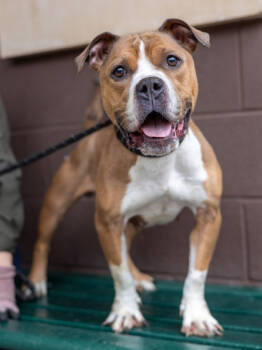 Rescue Mixed Breed Dogs for Adoption in Chamblee, Georgia - KalliLyn- IN FOSTER | PetCurious