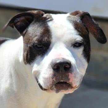 Rescue Pit Bull Terrier Dogs for Adoption in Chuckey, Tennessee - Shadow | PetCurious
