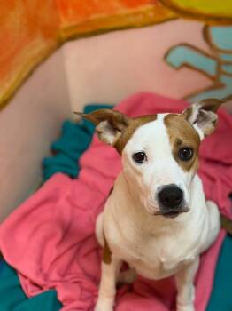 Terrier and Beagle Dogs Available for Adoption in Lovingston, Virginia - Marley | PetCurious