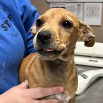 Rat Terrier and Rottweiler Dogs Available for Adoption in Newport, North Carolina - Zuri | PetCurious