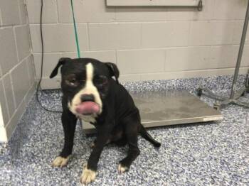 Pit Bull Terrier Dogs Available for Adoption in Thousand Palms, California - BALBOA | PetCurious