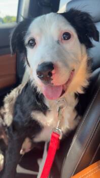 Mickey -  Border Collie Dog for Adoption in Lake View, New York - Mickey | PetCurious