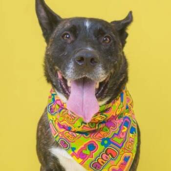 Luke -  German Shepherd Dog and Mixed Breed Dog for Adoption in Melbourne, Kentucky - Luke | PetCurious
