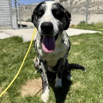 Mire -  Catahoula Leopard Dog and Retriever Dog for Adoption in Incline Village, Nevada - Mire | PetCurious