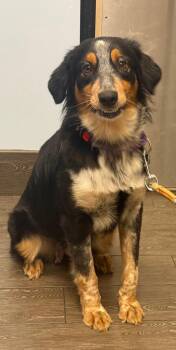 Sydney -  Australian Cattle Dog Blue Heeler Dog for Adoption in Valrico, Florida - Sydney | PetCurious