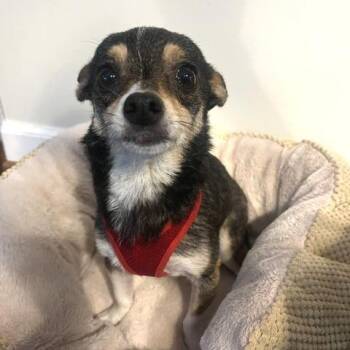 Miso -  Chihuahua and Mixed Breed Dog for Adoption in Wake Forest, North Carolina - Miso | PetCurious