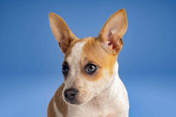 Serenity -  Chihuahua Dog for Adoption in Wolcott, Connecticut - Serenity | PetCurious