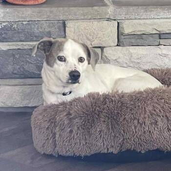 Rescue Terrier Dogs for Adoption in Bostic, North Carolina - Mabel | PetCurious