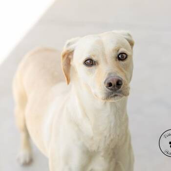 Yellow Labrador Retriever Dogs Available for Adoption in Abilene, Texas - Margo | PetCurious