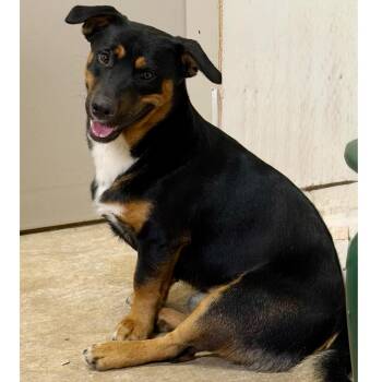 Huck -  Dachshund and German Shepherd Dog Dog for Adoption in Humble, Texas - Huck | PetCurious