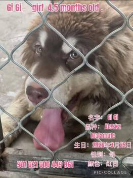 China Gigi -  Alaskan Malamute Dog for Adoption in Tucson, Arizona - China Gigi | PetCurious