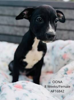 Oona -  Pit Bull Terrier Dog for Adoption - Oona | PetCurious