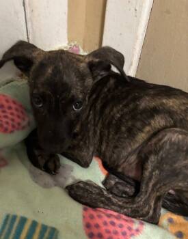 Rescue Terrier Dogs for Adoption in Ruston, Louisiana - Ivy | PetCurious