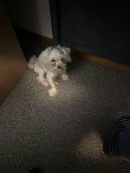 Little Lady -  Maltese Dog for Adoption in Stover, Missouri - Little Lady | PetCurious