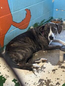 Bella - At shelter -  Hound and Pit Bull Terrier Dog for Adoption in Rustburg, Virginia - Bella - At Shelter | PetCurious