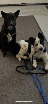 Border Collie and Australian Cattle Dog Blue Heeler Dogs Available for Adoption - MIRA | PetCurious