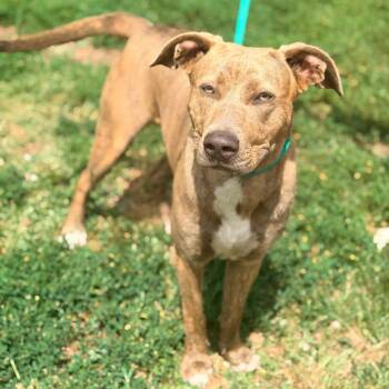 Fiona aka Skye -  Mixed Breed Dog for Adoption in Huntington, West Virginia - Fiona Aka Skye | PetCurious