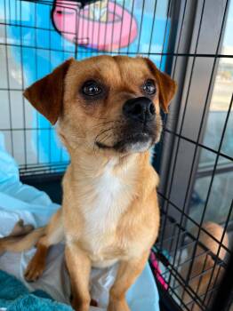 Chihuahua Dogs Available for Adoption in Wilmington, North Carolina - Rollie | PetCurious