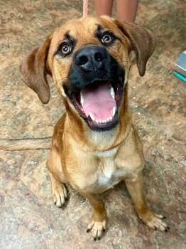 Monte -  Mixed Breed Dog for Adoption in Brunswick, Maine - Monte | PetCurious