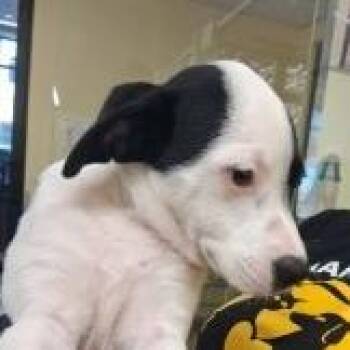 Hampshire -  Hound and Mixed Breed Dog for Adoption in West Palm Beach, Florida - Hampshire | PetCurious
