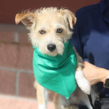 BLUE -  Terrier Dog for Adoption in San Antonio, Texas - BLUE | PetCurious