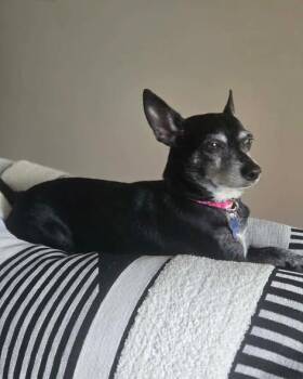 Bella -  Chihuahua Dog for Adoption in Westland, Michigan - Bella | PetCurious
