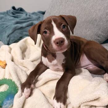 Latte -  Mixed Breed Dog for Adoption in Yaphank, New York - Latte | PetCurious