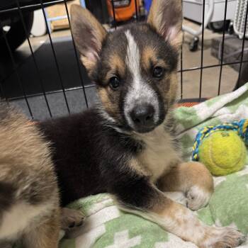 Rescue Mixed Breed Dogs for Adoption in Buffalo, Minnesota - Father Figure | PetCurious