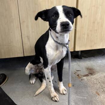 LUPIN -  Pit Bull Terrier and Australian Cattle Dog Blue Heeler Dog for Adoption in Camarillo, California - LUPIN | PetCurious