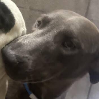 Rayleigh -  Labrador Retriever Dog for Adoption in Yuma, Arizona - Rayleigh | PetCurious