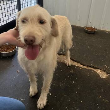 Lola -  Poodle and Golden Retriever Dog for Adoption in Hohenwald, Tennessee - Lola | PetCurious